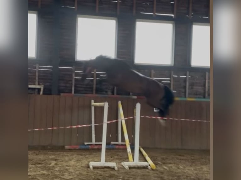 Tsjechisch warmbloed Ruin 7 Jaar 165 cm Bruin in Světlá Hora