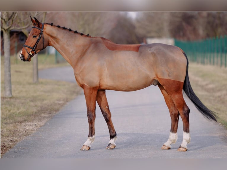 Tsjechisch warmbloed Ruin 7 Jaar 165 cm Bruin in Prag