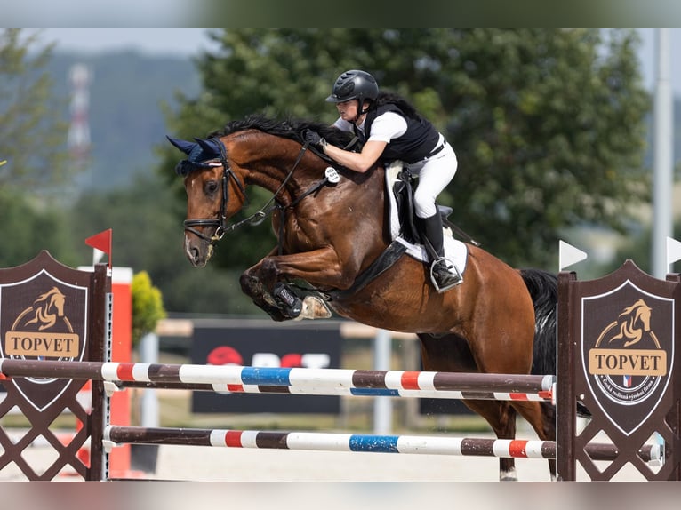 Tsjechisch warmbloed Ruin 7 Jaar 165 cm Bruin in Prag