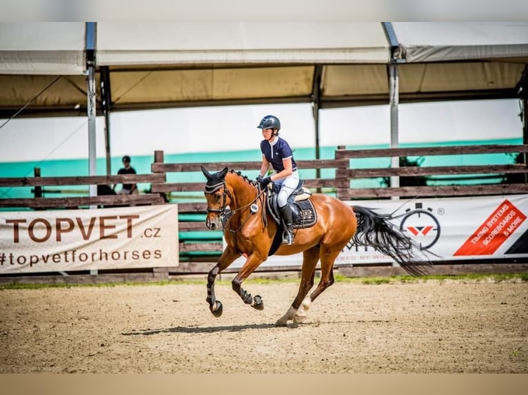 Tsjechisch warmbloed Ruin 7 Jaar 165 cm Bruin in Prag