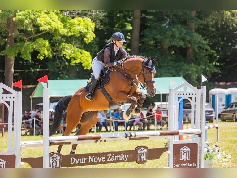 Tsjechisch warmbloed Ruin 7 Jaar 167 cm Bruin in Brno