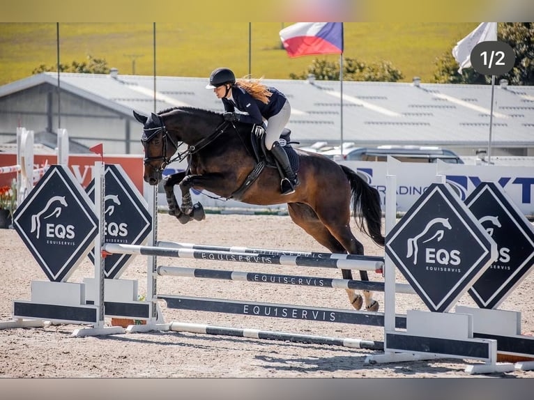 Tsjechisch warmbloed Ruin 7 Jaar 167 cm Donkerbruin in Brno