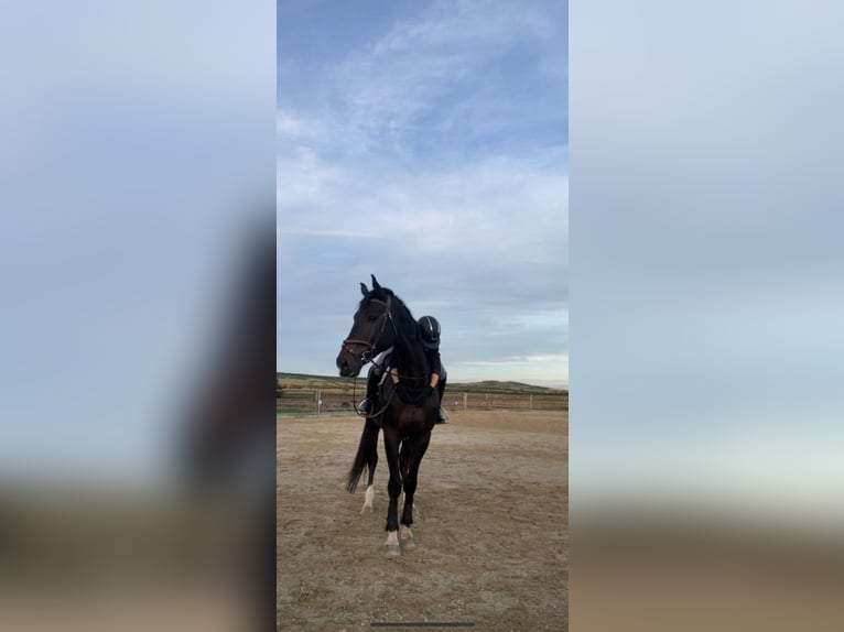 Tsjechisch warmbloed Ruin 7 Jaar 178 cm Zwartbruin in Immendorf