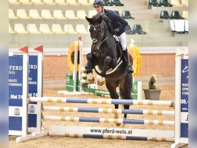 Tsjechisch warmbloed Ruin 7 Jaar 178 cm Zwartbruin in Immendorf