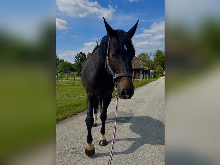 Tsjechisch warmbloed Ruin 7 Jaar 178 cm Zwartbruin in Immendorf