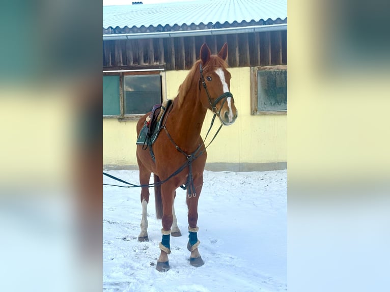 Tsjechisch warmbloed Ruin 7 Jaar 180 cm Vos in Pelmberg