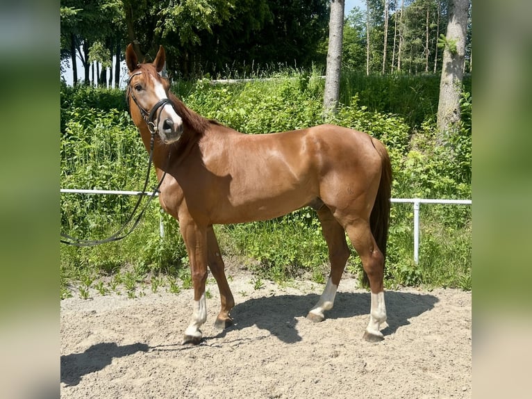 Tsjechisch warmbloed Ruin 7 Jaar 180 cm Vos in Pelmberg
