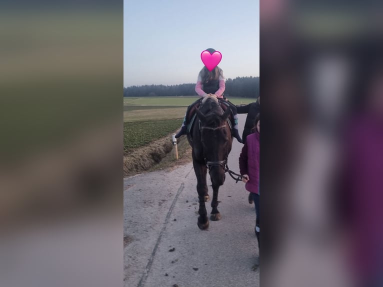 Tsjechisch warmbloed Ruin 8 Jaar 161 cm Zwart in Deuerling