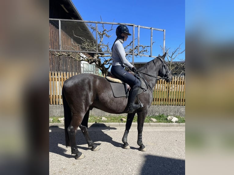 Tsjechisch warmbloed Ruin 8 Jaar 161 cm Zwart in Deuerling