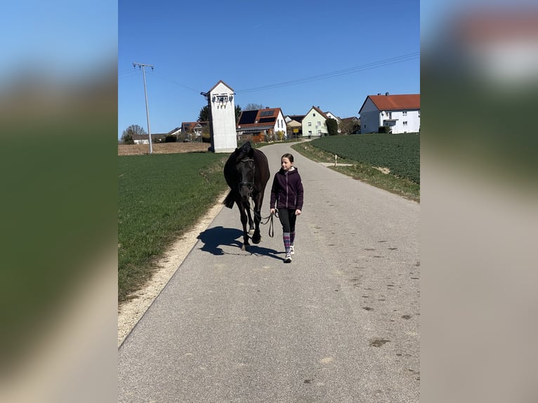 Tsjechisch warmbloed Ruin 8 Jaar 161 cm Zwart in Deuerling