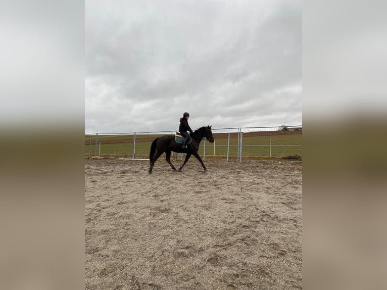 Tsjechisch warmbloed Ruin 8 Jaar 161 cm Zwart in Deuerling