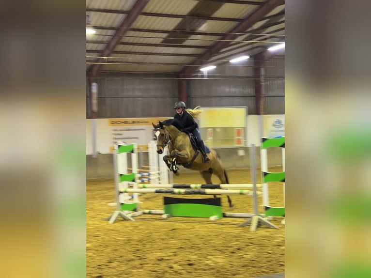 Tsjechisch warmbloed Ruin 8 Jaar 163 cm Bruin in Montabaur