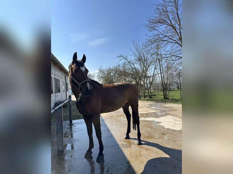 Tsjechisch warmbloed Ruin 8 Jaar 163 cm Bruin in Montabaur