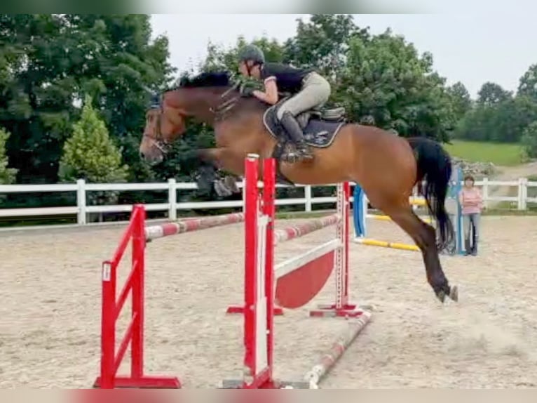 Tsjechisch warmbloed Ruin 8 Jaar 172 cm Bruin in Pribram