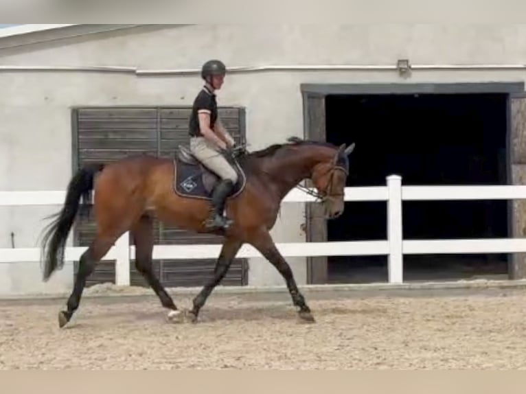 Tsjechisch warmbloed Ruin 8 Jaar 172 cm Bruin in Pribram