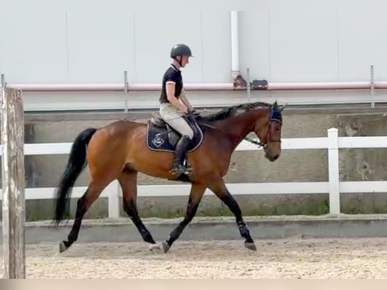 Tsjechisch warmbloed Ruin 8 Jaar 172 cm Bruin in Pribram