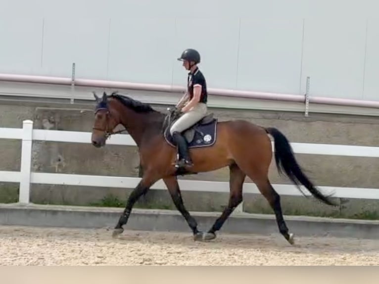 Tsjechisch warmbloed Ruin 8 Jaar 172 cm Bruin in Pribram
