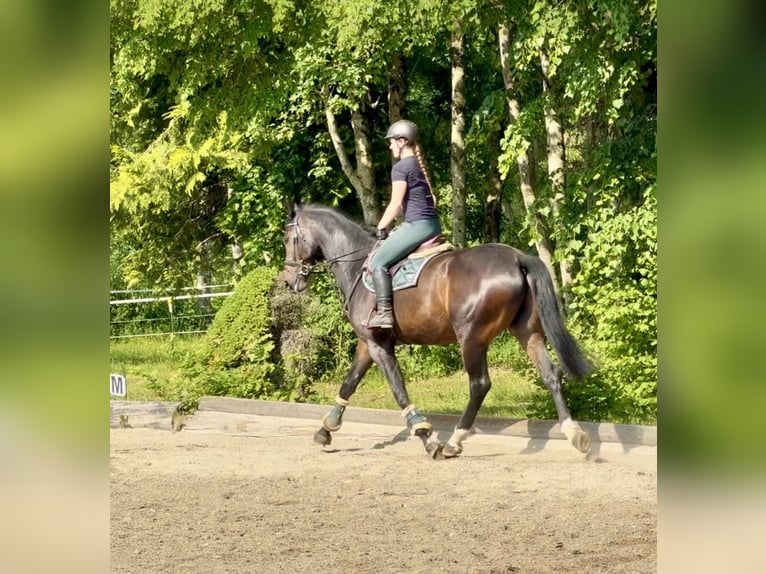 Tsjechisch warmbloed Ruin 8 Jaar 174 cm Donkerbruin in Pelmberg
