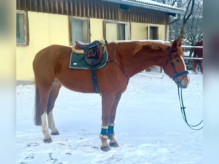 Tsjechisch warmbloed Ruin 8 Jaar 180 cm Vos in Pelmberg