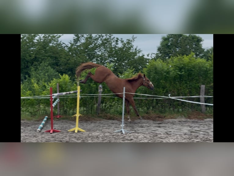 Tsjechisch warmbloed Ruin 8 Jaar Bruin in Pohořany