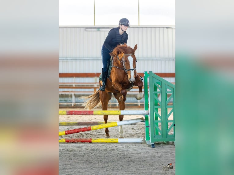Tsjechisch warmbloed Ruin 8 Jaar Bruin in Pohořany