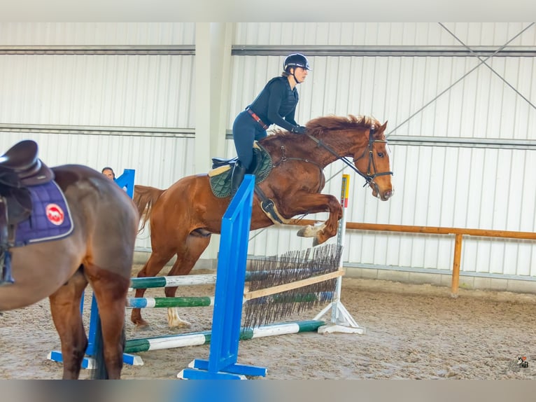 Tsjechisch warmbloed Ruin 8 Jaar Bruin in Pohořany