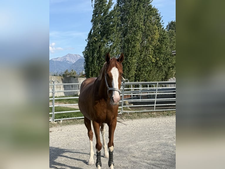 Tsjechisch warmbloed Ruin 9 Jaar 160 cm Vos in Rankweil