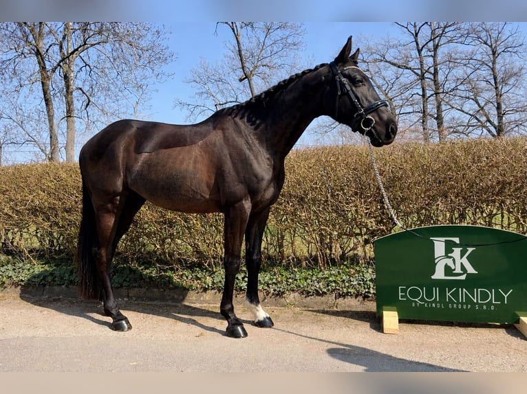 Tsjechisch warmbloed Ruin 9 Jaar 164 cm Donkerbruin in Prague