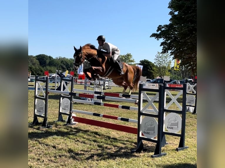 Tsjechisch warmbloed Ruin 9 Jaar 167 cm Vos in Neustadt in Sachsen