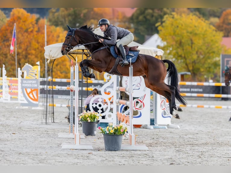 Tsjechisch warmbloed Ruin 9 Jaar 170 cm Bruin in Kroměříž