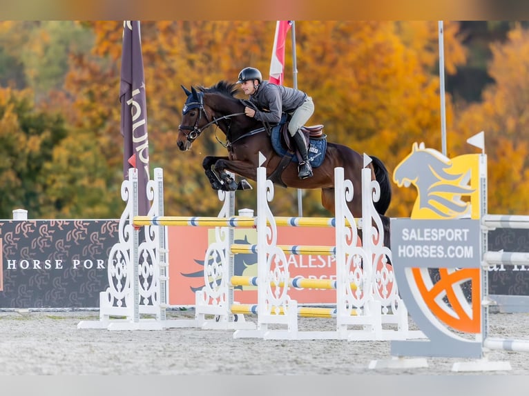 Tsjechisch warmbloed Ruin 9 Jaar 170 cm Bruin in Kroměříž