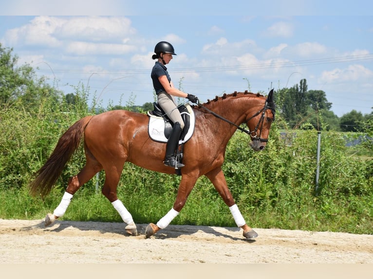 Tsjechisch warmbloed Ruin 9 Jaar 175 cm Vos in Prag