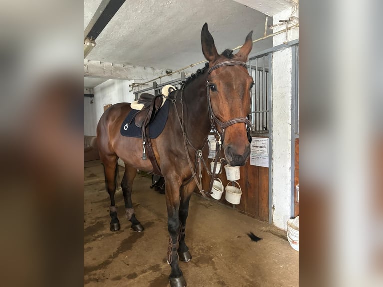 Tsjechisch warmbloed Ruin 9 Jaar 178 cm Bruin in Brno