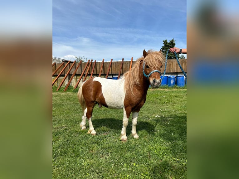 Tsjechische sportpony Hengst 4 Jaar 85 cm Gevlekt-paard in Staasdorf