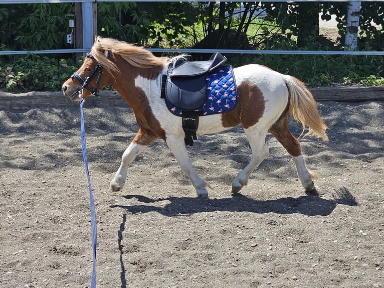 Tsjechische sportpony Hengst 4 Jaar 85 cm Gevlekt-paard in Staasdorf