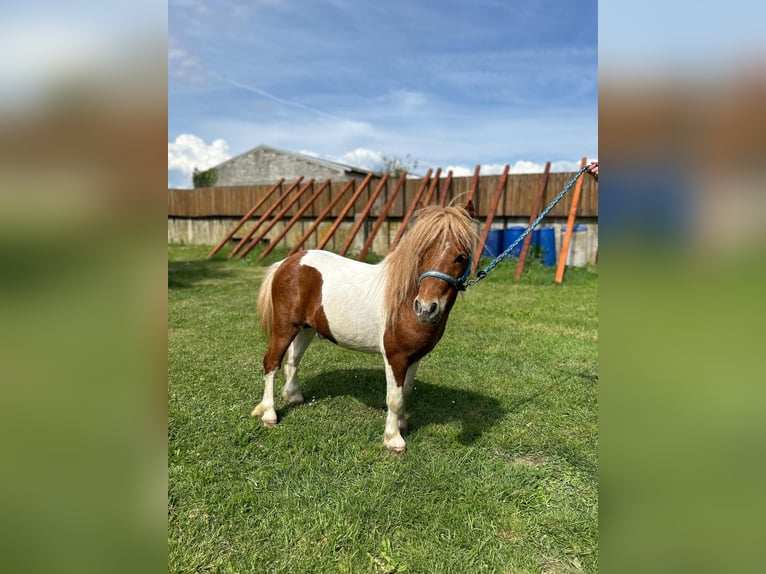 Tsjechische sportpony Hengst 4 Jaar 85 cm Gevlekt-paard in Staasdorf