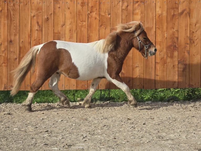 Tsjechische sportpony Hengst 5 Jaar 85 cm Gevlekt-paard in Staasdorf