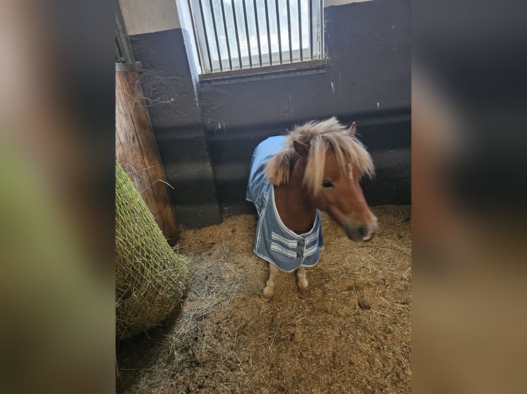 Tsjechische sportpony Hengst 5 Jaar 85 cm Gevlekt-paard in Staasdorf