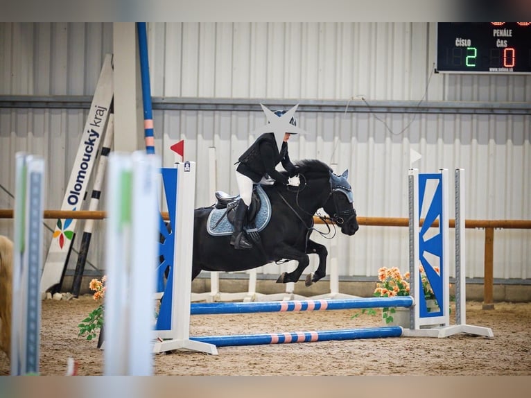 Tsjechische sportpony Merrie 11 Jaar 124 cm Zwart in Prague