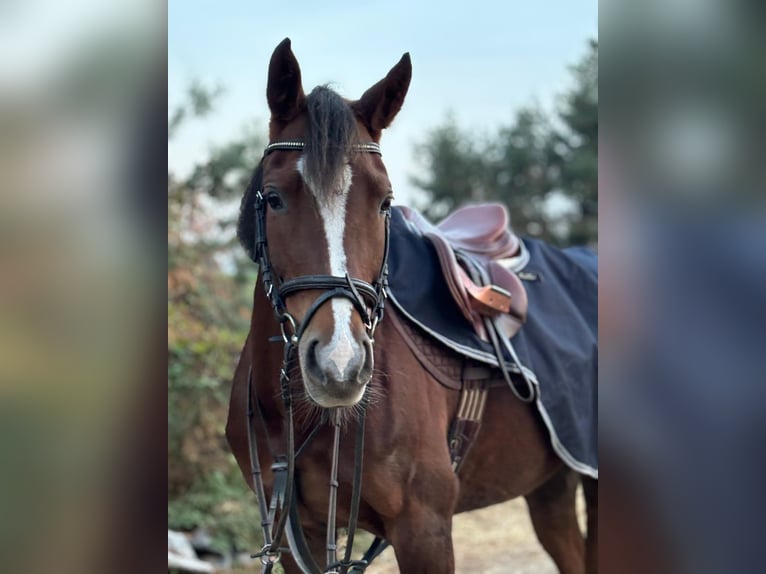 Tsjechische sportpony Merrie 11 Jaar 144 cm Donkere-vos in Knezmost