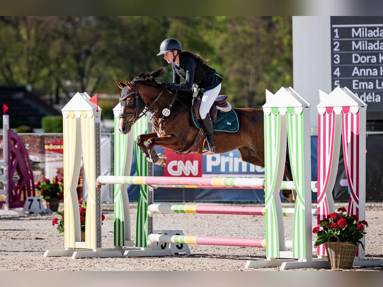 Tsjechische sportpony Merrie 11 Jaar 144 cm Donkere-vos in Knezmost