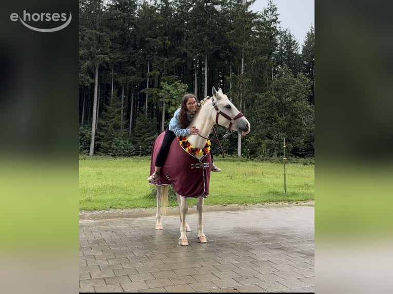 Tsjechische sportpony Mix Merrie 13 Jaar 142 cm Schimmel in Schwabmünchen