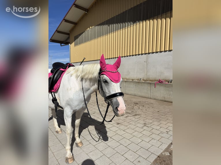Tsjechische sportpony Mix Merrie 13 Jaar 142 cm Schimmel in Schwabmünchen