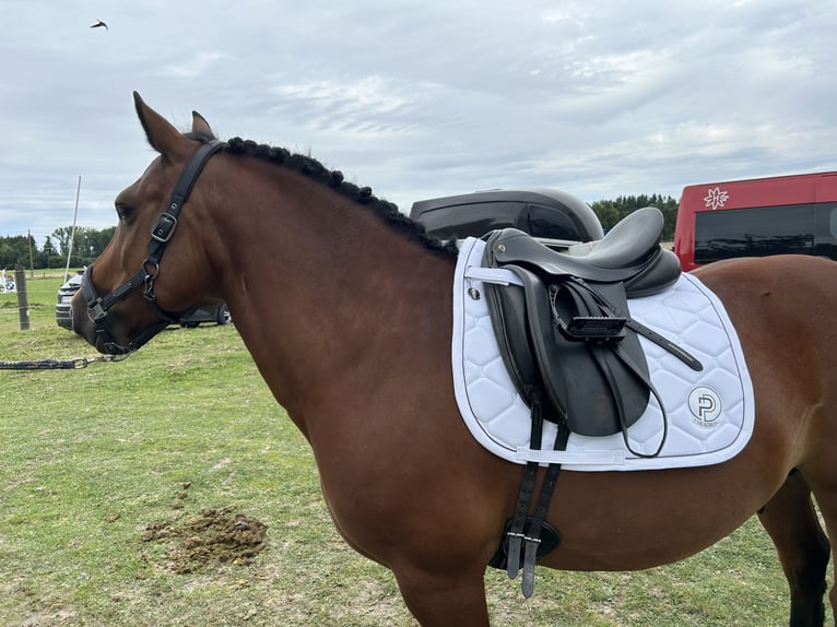 Tsjechische sportpony Ruin 11 Jaar 146 cm Bruin in Haag am Hausruck