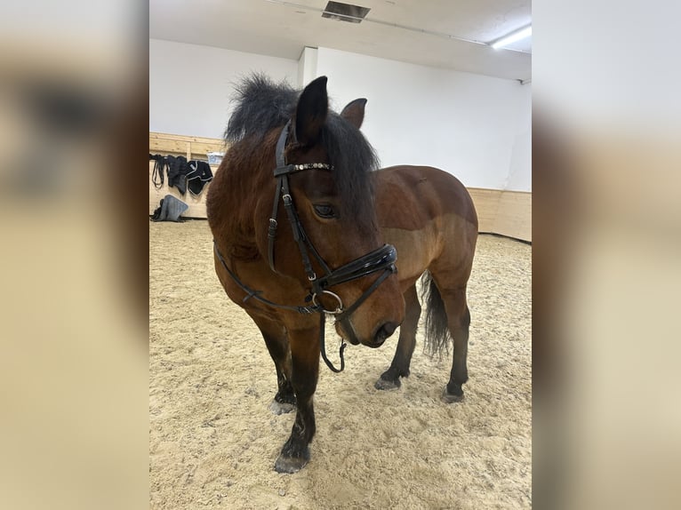 Tsjechische sportpony Ruin 11 Jaar 146 cm Bruin in Steinpoint