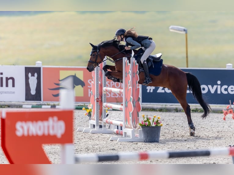 Tsjechische sportpony Ruin 12 Jaar 148 cm Bruin in Zajezd