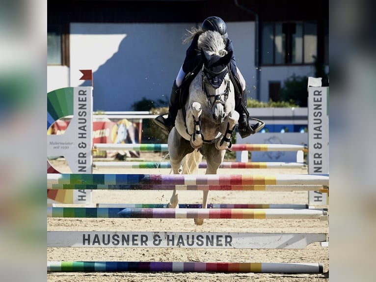 Tsjechische sportpony Ruin 13 Jaar 148 cm Rood schimmel in Gols