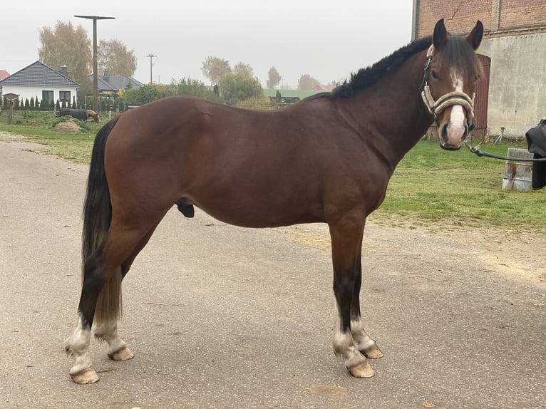 Tsjechische sportpony Ruin 6 Jaar 147 cm Bruin in Gnoien