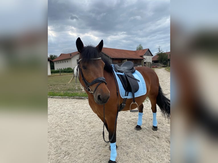 Tsjechische sportpony Ruin 9 Jaar 146 cm Bruin in Aurolzmünster