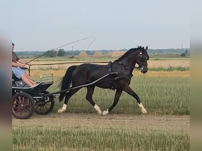 Tuigpaard Caballo castrado 10 años 166 cm Castaño rojizo in Tass